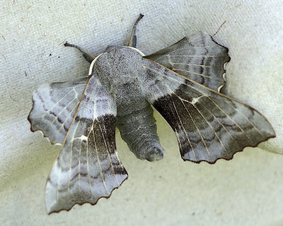 poplar hawkmoth